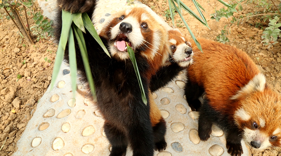 五龙山响水河乡村旅游区预订_地址_价格查询