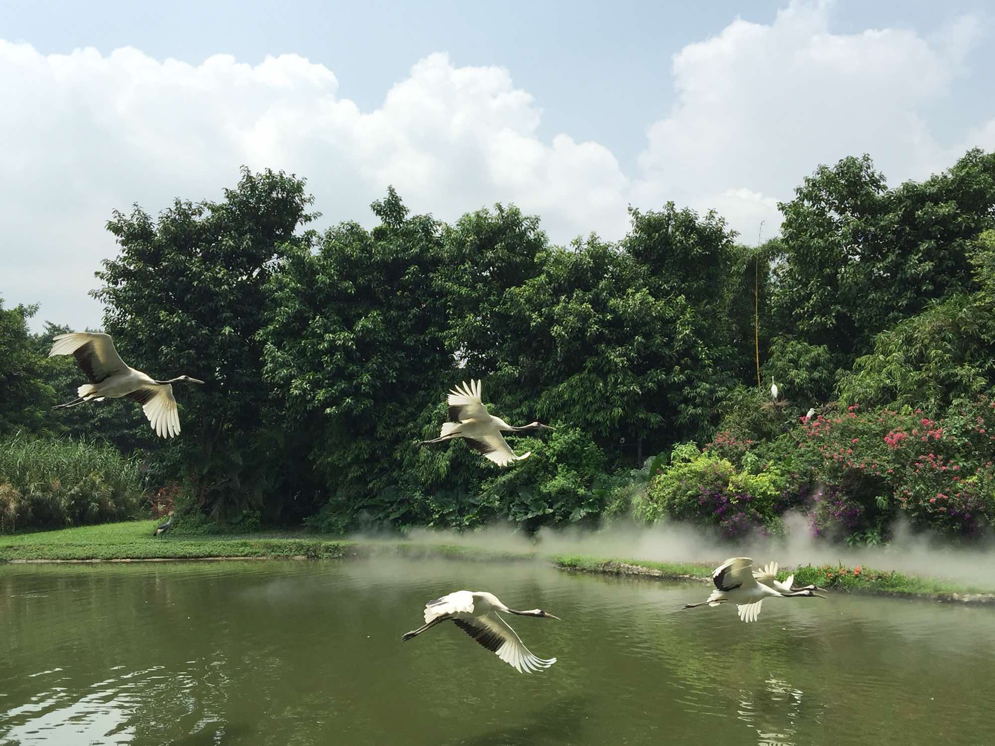 长隆飞鸟乐园门票-【敬老月特惠】探访湿地精灵,赏万只珍稀飞禽及数万